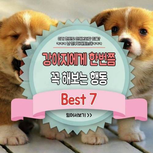 강아지에게 한번쯤 꼭 해보는 행동