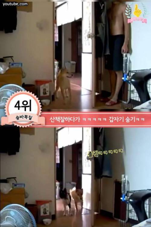 강아지에게 한번쯤 꼭 해보는 행동