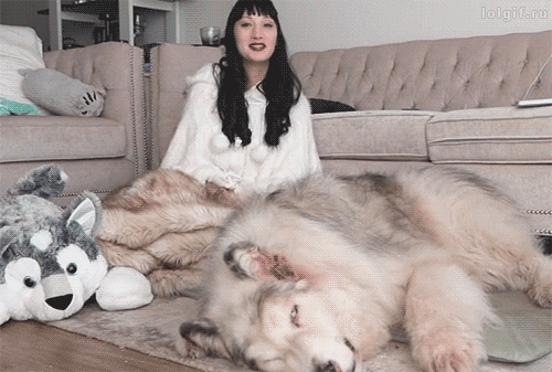 커다란 개 인형을 좋아하는 여자.gif