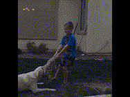 개 치밀.gif