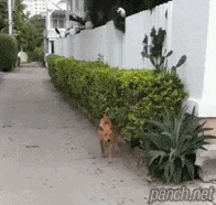 뜬금포 개묘기.gif