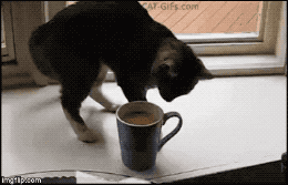 루왁커피 정품 여부 테스트.gif