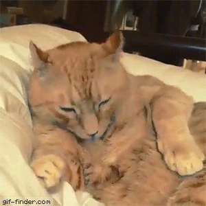 집사얼굴에 적응 이 안됨.gif