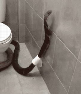 공포의 화장실 휴지걸이.gif
