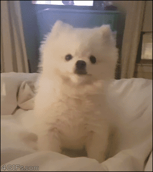 개애~~~~~취~!!!!!!.gif