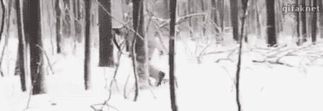 사냥감 쫓아가기.gif