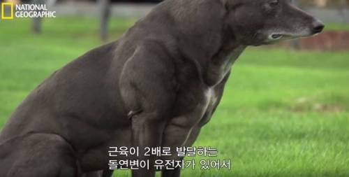 식스팩을 가진 멍멍이.jpg