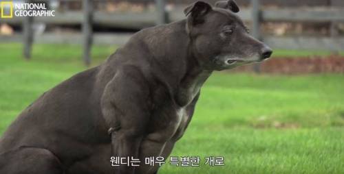 식스팩을 가진 멍멍이.jpg