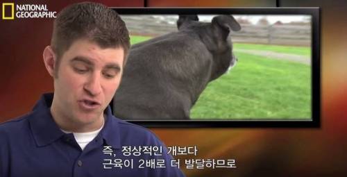 식스팩을 가진 멍멍이.jpg