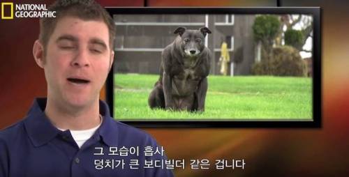 식스팩을 가진 멍멍이.jpg