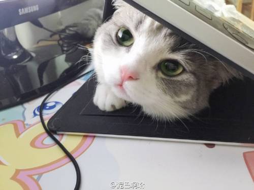 별그램의 스타.jpg