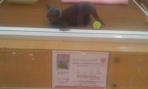 일본의 흔한 강아지, 고양이 가격.jpg