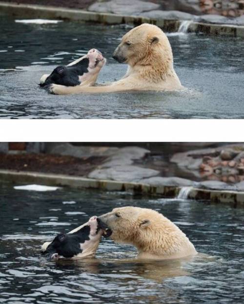 곰과 소의 우정.jpg