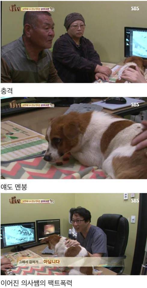 동물농장 감자.jpg