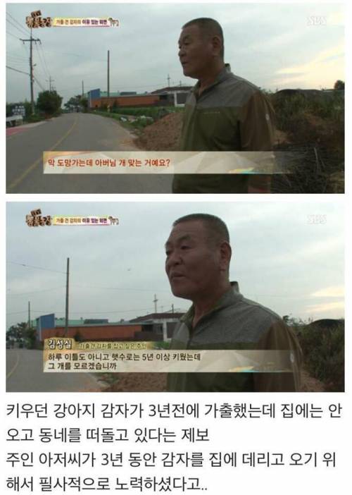 동물농장 감자.jpg