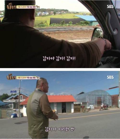 동물농장 감자.jpg