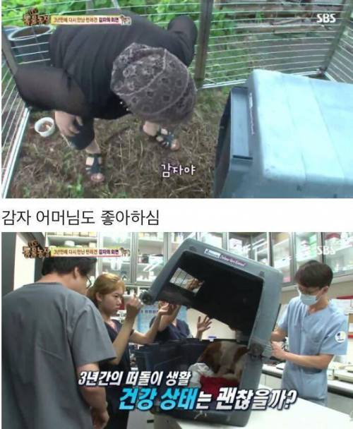동물농장 감자.jpg