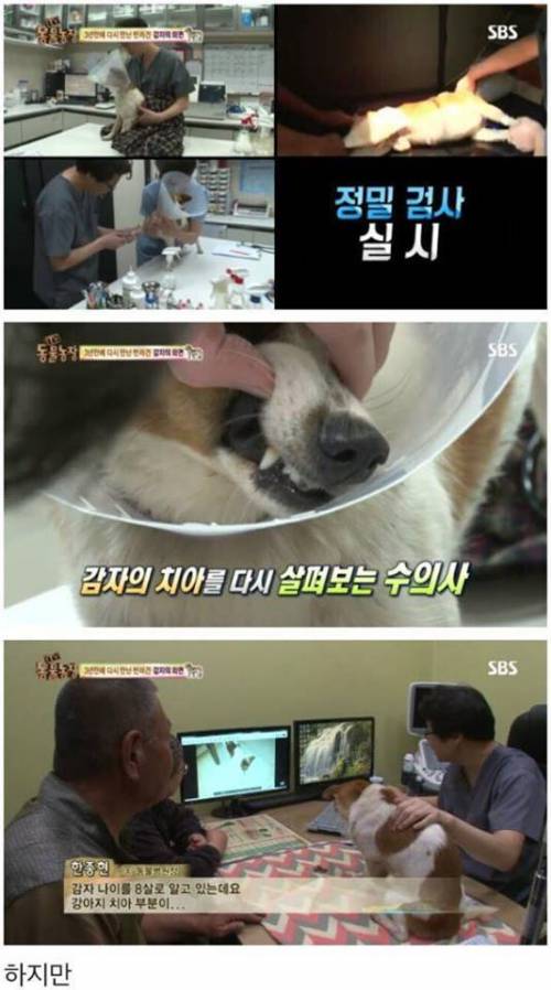 동물농장 감자.jpg