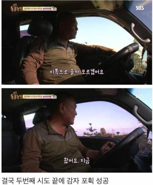동물농장 감자.jpg