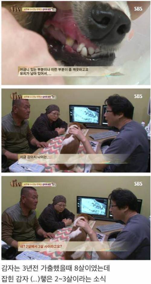 동물농장 감자.jpg