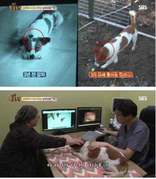 동물농장 감자.jpg
