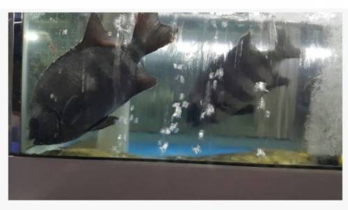 한점에 2400원.jpg