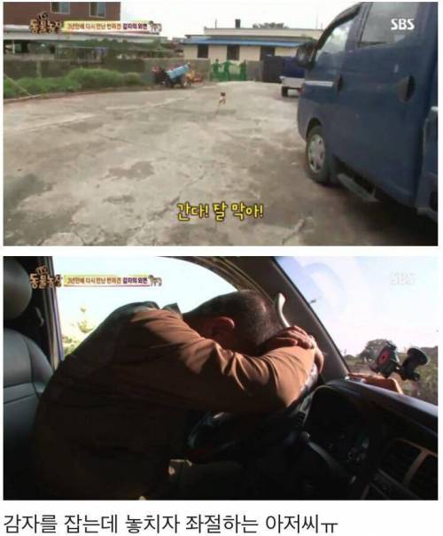 동물농장 감자.jpg