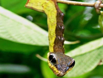[벌레주의]뱀을 닮은 애벌레.gif