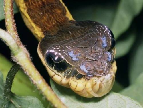[벌레주의]뱀을 닮은 애벌레.gif