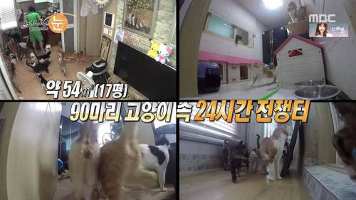 그녀는 캣맘.jpg