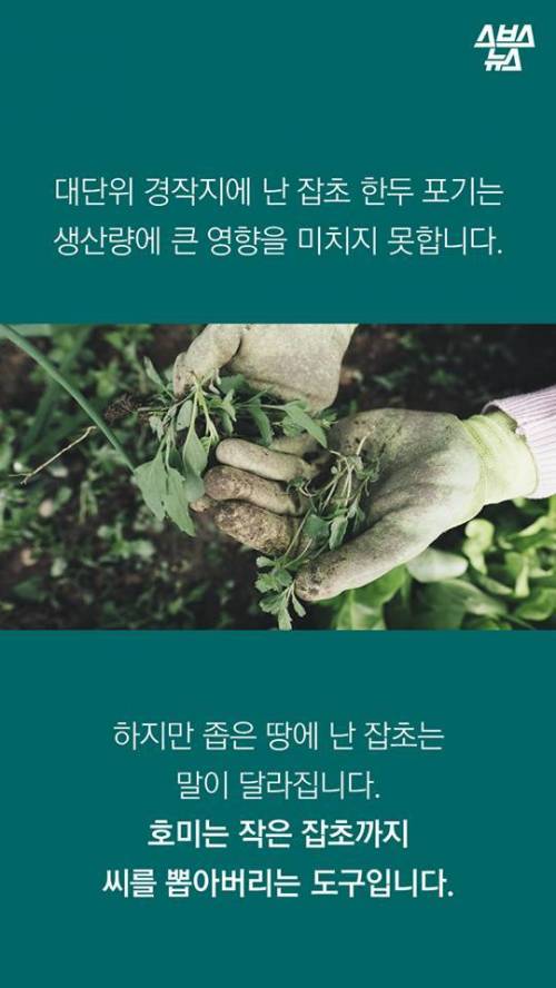 한국 호미 왜 쓰나고요? .jpg