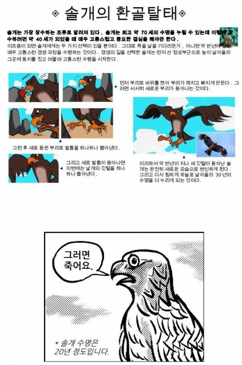 솔개의 환골탈태.jpg