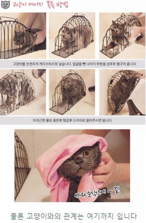 고양이 케이지 목욕.jpg