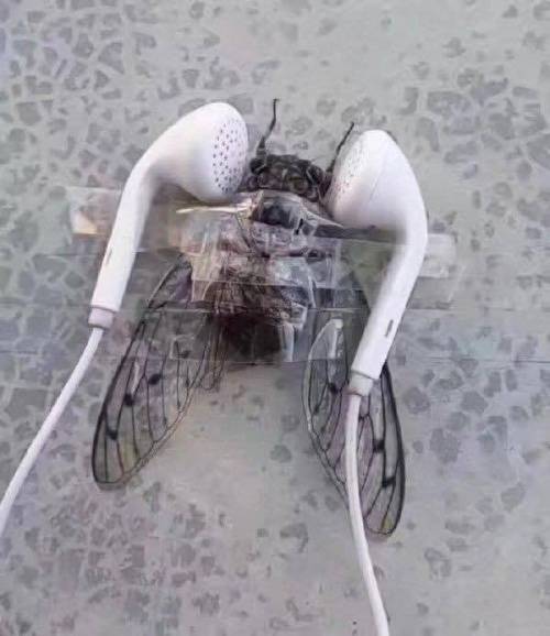 매미소리에 열받은 사람.jpg