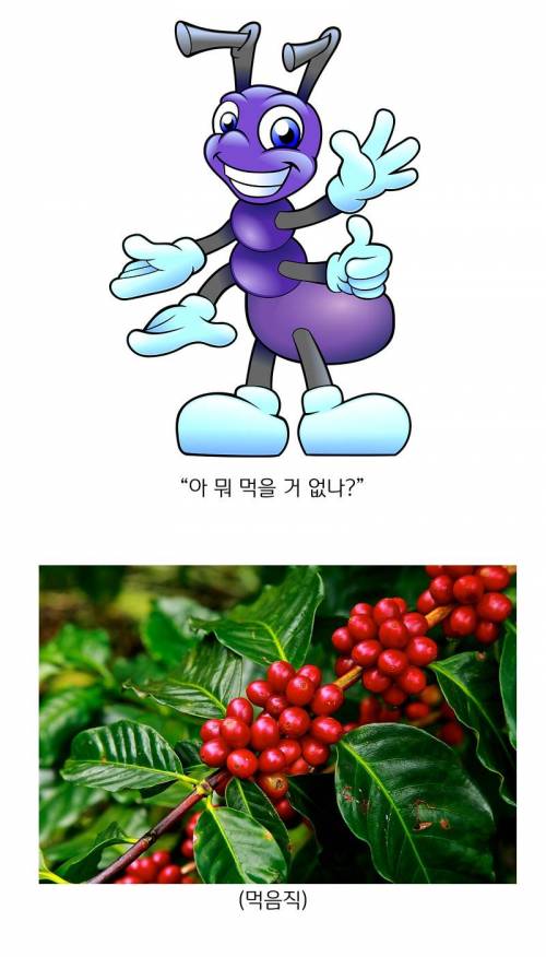 카페인의 진실.jpg