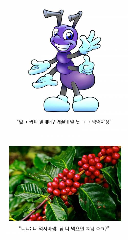 카페인의 진실.jpg