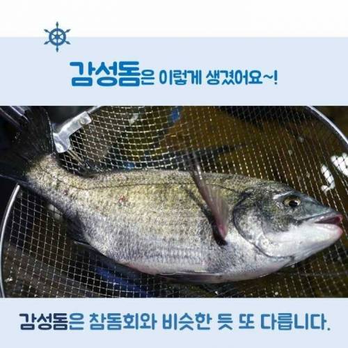 [스압]생선회 구별법.jpg
