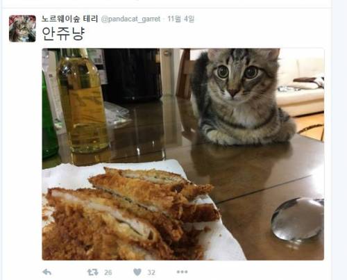 식탐묘.jpg
