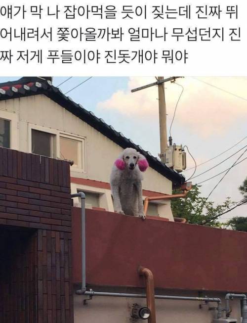 정체불명의 멍뭉이.jpg