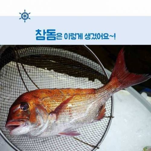 [스압]생선회 구별법.jpg