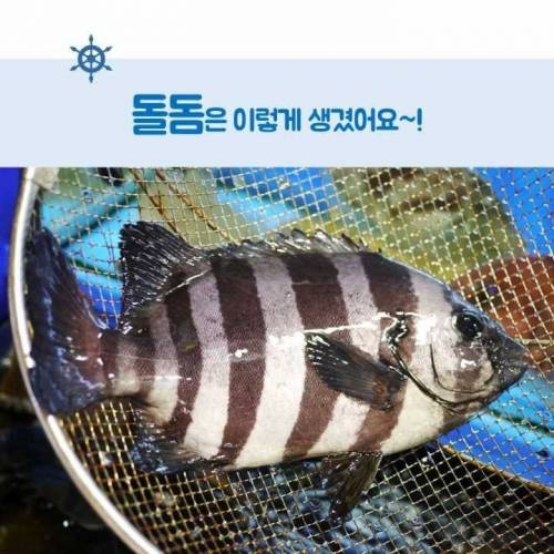 [스압]생선회 구별법.jpg