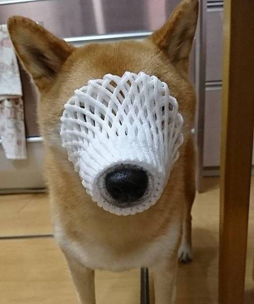 셔틀콕.gif