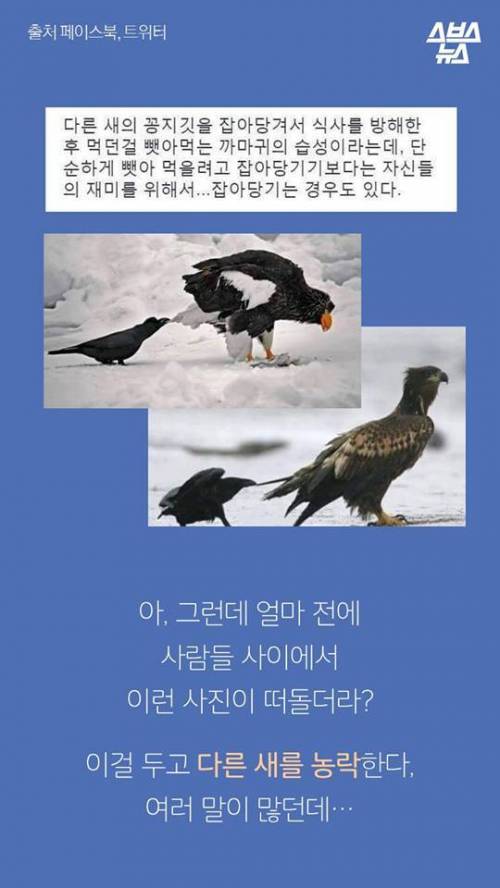 지금까지 알려진 까마귀의 지능.jpg