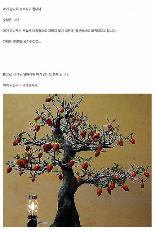 1억원을 호가하는 감나무.jpg