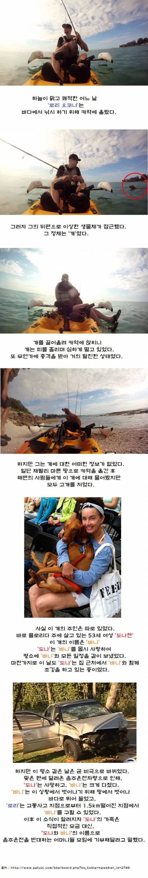 카약 탄 남자에게 피 흘리며 헤엄쳐 온 생물체.jpg
