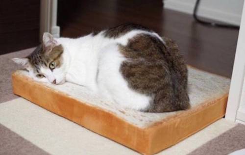 식빵에 냥이를 바르다.jpg