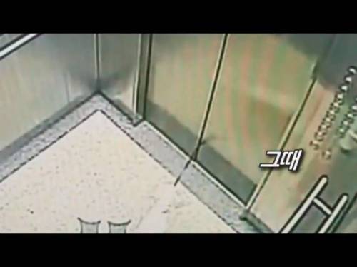 엘리베이터 문에 낀 강아지.jpg