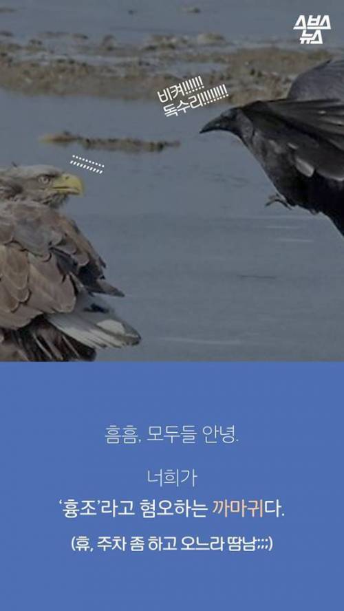 지금까지 알려진 까마귀의 지능.jpg