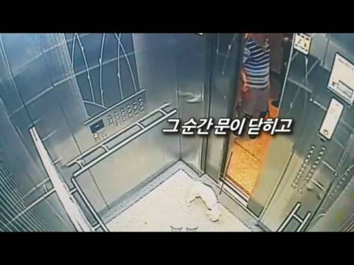 엘리베이터 문에 낀 강아지.jpg