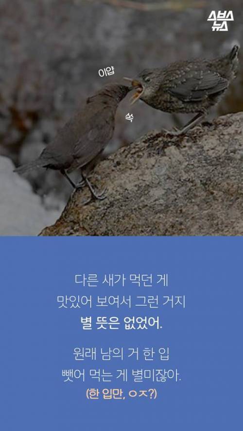 지금까지 알려진 까마귀의 지능.jpg